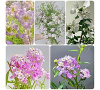 Semi resistenti di Candytuft, balcone Ciuffo caramellato sempreverde, Iberis amara, resistenti per il giardino di varietà antiche da giardino 200pcs