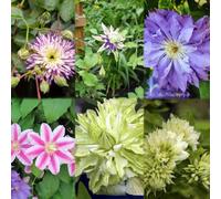 semi resistenti di clematide ciondoli decorazione balconi giardino balcone balcone perenne scalatrici resistenti semi 25pcs