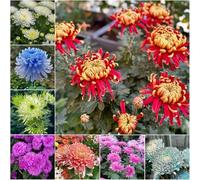 semi resistenti di crosantemo - decorazione balcone resistenti di giardino decorazione Semi bonsái per bancale elevato per balcone 250pcs