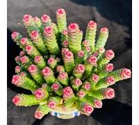 semi resistenti di di sedum,bellissimi luminosi con decorazione da giardino,molto adatta alle e agli insetti decorazione 250pcs