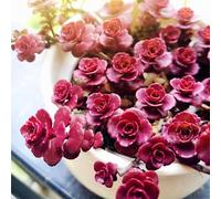 semi resistenti di di sedum,da giardino perenni resistenti,facile da piantare decorazione da giardino 500pcs