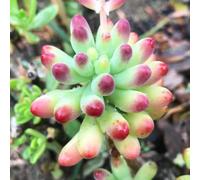 semi resistenti di di sedum,d'appartamento,bellissimi luminosi con perenni resistenti alla tappezzatura del terreno 200pcs