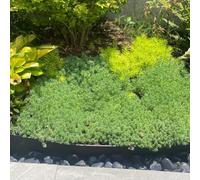 semi resistenti di di sedum,resistenti per il giardino,colorate d'appartamento,bellissimi luminosi con semi di,decorative,500pcs