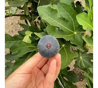 semi resistenti di fico - esterno giardino letto rialzato rare biologici vecchie varietà esotiche 30pcs