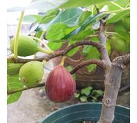 semi resistenti di fico - esterno rare giardino perenni balcone biologici 200pcs