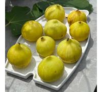 semi resistenti di fico - giardino esterno esterni letto rialzato balcone 250pcs