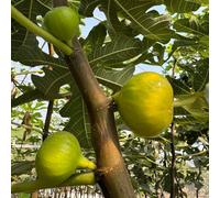 semi resistenti di fico - giardino perenni esotiche 220pcs