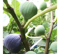 semi resistenti di fico - giardino perenni rare esterni balcone esotiche 500pcs