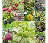 Semi resistenti di fuoco da balcone, perenni resistenti all'inverno per balconi, semi di fuoco, colonnario 50pcs