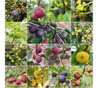 semi resistenti di fuoco da giardino resistenti balcone, perenni con semi giardino 200pcs