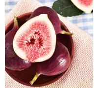 semi resistenti di fuoco - di balcone resistenti balcone con letto elevato giardino colonnario per giardino, 100pcs