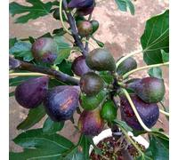 semi resistenti di fuoco - resistenti per giardino, sono semi decorativo colonnario 400pcs