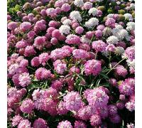 Semi resistenti di Iberis candita,lungo periodo di per un balcone serra,giardino interno coltivazione di semi 200pcs