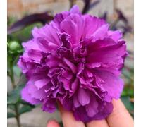 semi resistenti di ibisco - aperto giardino indoor esotiche 600pcs