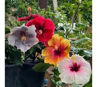 semi resistenti di ibisco - appartamento balcone decorative ufficio aperto 100pcs