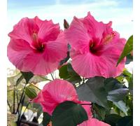 semi resistenti di ibisco - appartamento rampicanti aperto 500pcs