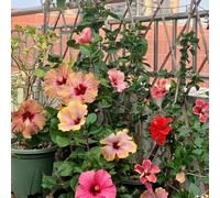 semi resistenti di ibisco - balcone decorative aperto Giardino esotiche 200pcs