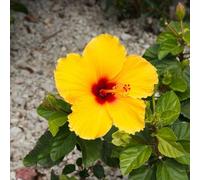 semi resistenti di ibisco - esterno giardino rocciose esotiche 400pcs