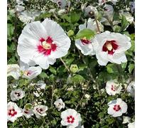 semi resistenti di ibisco - rampicanti decorativi Giardino esotiche 35pcs