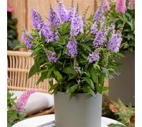 Semi resistenti di laburro lila esotici semi giardino resistenti fuori balcone con letto elevato balcone ufficio 550pcs