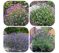 semi resistenti di lavanda - vecchie varietà decorative perenni giardino balconi biologici interno 400pcs