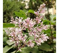 semi resistenti di lillà - balcone giardino serra vecchie varietà aiuola rialzata 500pcs