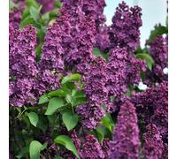 semi resistenti di lillà - vecchie varietà aiuola rialzata balcone biologici tappezzanti 200pcs