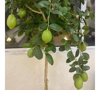 semi resistenti di limone - giardino resco biologici 10pcs