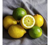 semi resistenti di limone - in vaso fresca all'esterno esotiche antiche varietà 250pcs