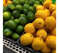 semi resistenti di limone - in vaso fresca all'esterno rare 30pcs