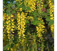 semi resistenti di maggiociondolo - balcone giardino in vaso esterno biologici 150pcs