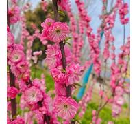 semi resistenti di mandorlo, giardino di resistenti balcone con letto sollevato semi giardino interno di e 20pcs