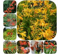 Semi resistenti di Montbretia, rare Crocosmia crocosmiflora, per luoghi soleggiati autunnali resistenti serre da balcone semi di farfalle decorazione del 100pcs