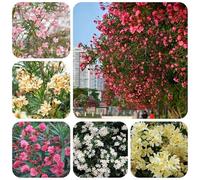 semi resistenti di oleandro - balcone giardino perenni 20pcs