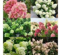 Semi resistenti di ortensia panicola Le di giardino sono resistenti balcone per giardino, serie rare - semi 500pcs