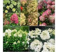 Semi resistenti di ortensia panicola Le di giardino sono resistenti balcone per giardino, serie rare - semi 500pcs