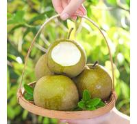 semi resistenti di pero - esotiche, varietà antiche biologici giardino 180pcs