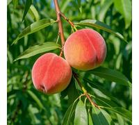 semi resistenti di pesco - vecchie varietà balcone esterno 4pcs