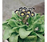 Semi resistenti di primula - selvatici da interno, decorazioni, appartamento per esterni, 120pcs