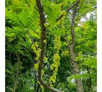 semi resistenti di ribes - appartamento balcone in serra uva spina fresca 550pcs