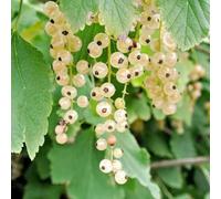 semi resistenti di ribes - da rare uva spina per il giardino vecchie varietà 500pcs