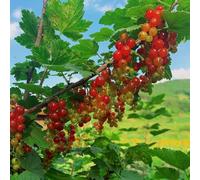 semi resistenti di ribes - decorative da uva spina fresca perenni rare per il 400pcs