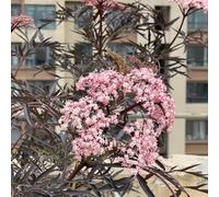 semi resistenti di sambuco - esotica, balcone esterno, giardino interno 300pcs