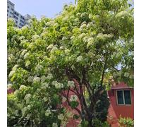 semi resistenti di sambuco - giardino balcone, perenni 500pcs