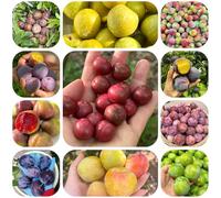 semi resistenti di susino, esotiche alla decorazione del balcone con colonnari comprare per il giardino perenni 80pcs