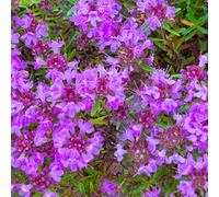semi resistenti di timo serpillo - biologici decorazione del giardino balcone interno perenni 100pcs