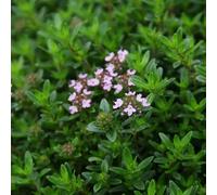 semi resistenti di timo strisciante, in vaso decorative giardino 500pcs