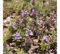 semi resistenti di timo strisciante, rare balcone esotiche 400pcs