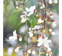 semi resistenti e profumati della di gelsomino all'aperto come regalo per gli ospiti,decorazione soggiorno decorazione 100pcs