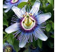 semi resistenti passiflora, decorazione balcone giardino esterno 600pcs